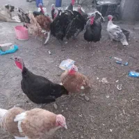 بوقلمون|حیوانات مزرعه|تبریز, |دیوار