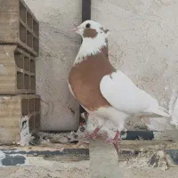 همه رقم|پرنده|اقبالیه, |دیوار