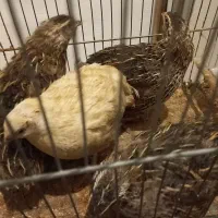 بلدرچین تخمگذار