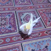 عروس هلندی نر یک سال ونیمه