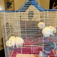 همستر به همراه قفس سه طبقه