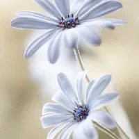 فروش ۲عددحواله اطلس s