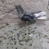 کفتر دمبی سینه  طوقی کبوتر|پرنده|مرودشت, دولت آباد|دیوار