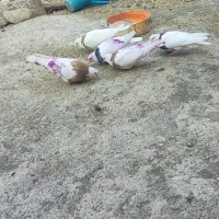 معاوضه کفتر با مرغ خروس