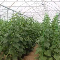 1هکتار گلخانه اسپانیایی 6دانگ