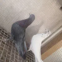 کبوتر.پرشی|پرنده|خمینیشهر, |دیوار