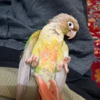 طوطی گرینچیک (ماده)