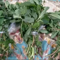 چواش،
