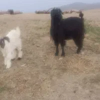 بزشیری