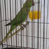 فروش ملنگو جنسیتش م فکر کنم نره پا ک س تا نی|پرنده|میناب, |دیوار