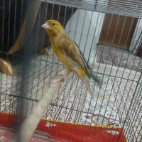 قناری ماده|پرنده|فسا, |دیوار