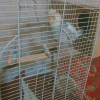 جفت عروس هلندی