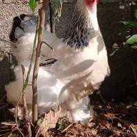 تخم برهما لایت رومانی|حیوانات مزرعه|رشت, جانبازان|دیوار