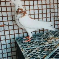 کبوتر پشت دار|پرنده|شاهین دژ, |دیوار