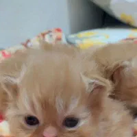 واگذاری بچه گربه پرشین