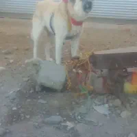 یک قلاده سگ