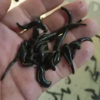 زالو طبی ، روغن زالو ، روغن خراطی