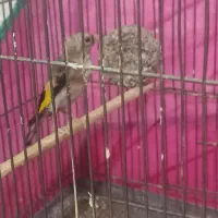 جوجه سهره|پرنده|کرمانشاه, |دیوار