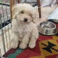 توله پودل مینیاتوری