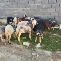 گوسفند،توقلی ماده زیرقوچی ۱۵ عدد