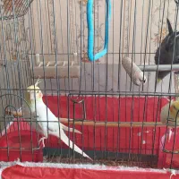 طوطی سخن گو