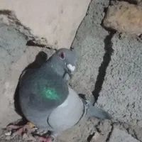 مسافتی  مسابقه رفته