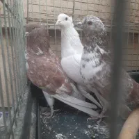 سه عدد کبوتر یکجا|پرنده|تهران, پرستار|دیوار