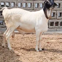 قوچ کله ۳رنگ جفت دوقلو درجه یک یک سن ۷ماه