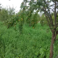 باغ|فروش خانه و ویلا|فیرورق, |دیوار