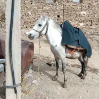 اسب|اسب و تجهیزات اسب‌سواری|سقز, |دیوار