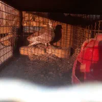 کبوتر دمگیر نر