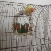 طوطی برزیلی