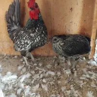 فروش یک جفت مرغ وخروس میناتور|حیوانات مزرعه|اشتهارد, |دیوار