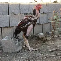 خروس لاری تاج مهر