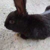 فروش خرگوش در محمودآباد|موش و خرگوش|محمودآباد, |دیوار