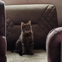 گربه|گربه|گرگان, |دیوار