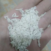 برنج هاشمی گیلان