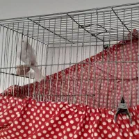 قناری|پرنده|باغ بهادران, |دیوار