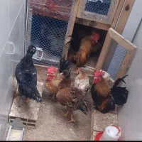 مرغ جاپنیز