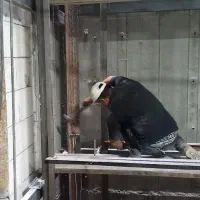 ۲نفر کارگرجوان کار آسانسور و جوشکار|استخدام معماری، عمران و ساختمانی|اسلامشهر, مطهری|دیوار