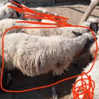 میش جوان آبستن به فروش می رسد|حیوانات مزرعه|رستم, |دیوار