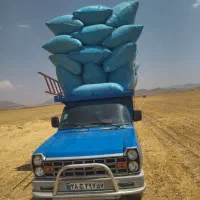 فروش کاه سفید دیم