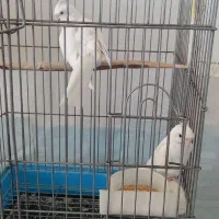 عروس هلندی|پرنده|کوهدشت, |دیوار