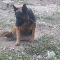 واگذاری سگ شیپرت