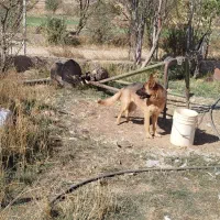 سگ ژرمن|سگ|کیار, |دیوار