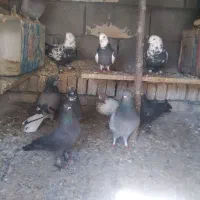 کفتر|پرنده|فارسان, |دیوار