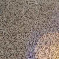 دو کیسه جو دیم گلیل