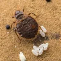 سمپاشی چیچک