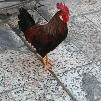 خروس ومرغ