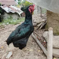 مرغ و جوجه لاری